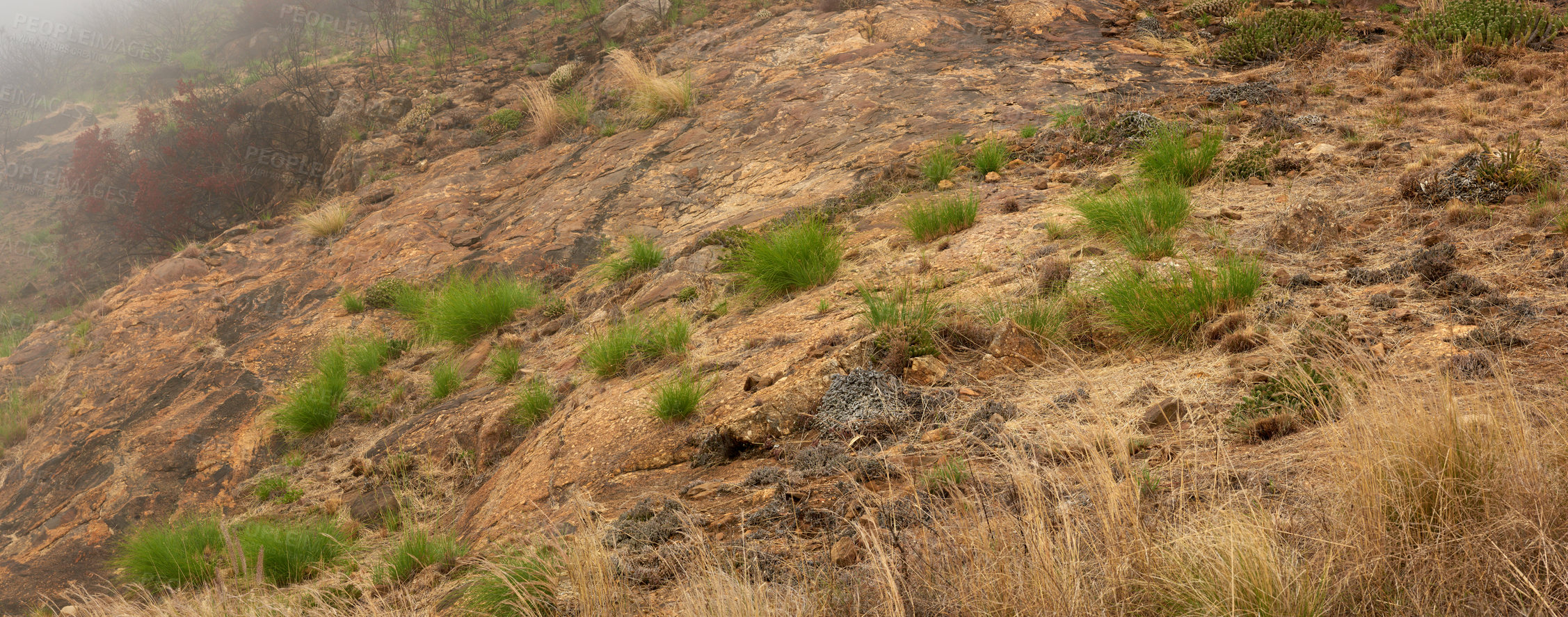 Buy stock photo Patchy grass or weeds growing on an open field near Table Mountain National Park, Cape Town, South Africa. Dry shrubs with bits of greenery and plants on the ground found on a misty veld or grassland