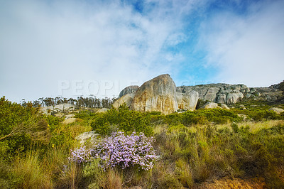 Buy stock photo Landscape view of rocks and boulders in Hout Bay, Cape Town, South Africa during a summer holiday and vacation. Exploring scenic nature on a remote hiking trail. Fresh purple flowers and green scenery