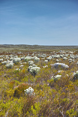 Buy stock photo Fynbos in Table Mountain National Park, Cape of Good Hope, South Africa. Scenic landscape with fine bush indigenous plant and flower species growing in nature with blue sky background and copyspace