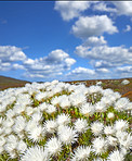 Fynbos of Western Cape