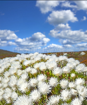 Buy stock photo Closeup of flowering succulents growing on a brown desert landscape in a national park. Indigenous South African plants with white flowers on a cloudy day. Fynbos growing on a field in South Africa