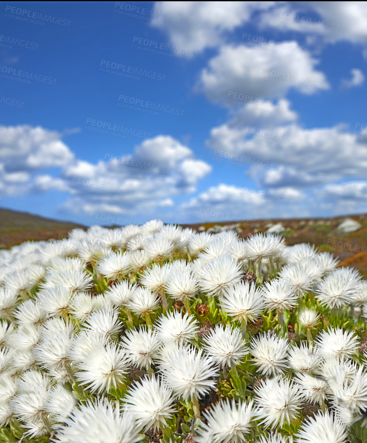 Buy stock photo Closeup of flowering succulents growing on a brown desert landscape in a national park. Indigenous South African plants with white flowers on a cloudy day. Fynbos growing on a field in South Africa