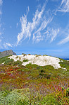 Fynbos of Western Cape