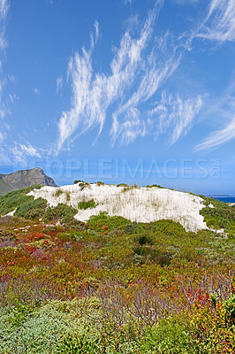 Buy stock photo Colorful shrubs on a sandy hill by the seaside on a sunny day outside. Landscape of indigenous South African plants near the coast in a national park. Green and red fynbos in a scenic nature view 