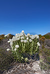 Fynbos of Western Cape