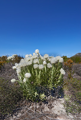 Buy stock photo White flowers in a meadow on a blue sky with copy space. Bunch of indigenous Fynbos flowers in Table Mountain National Park, South Africa. Flowering succulents or plants growing between dry bushes