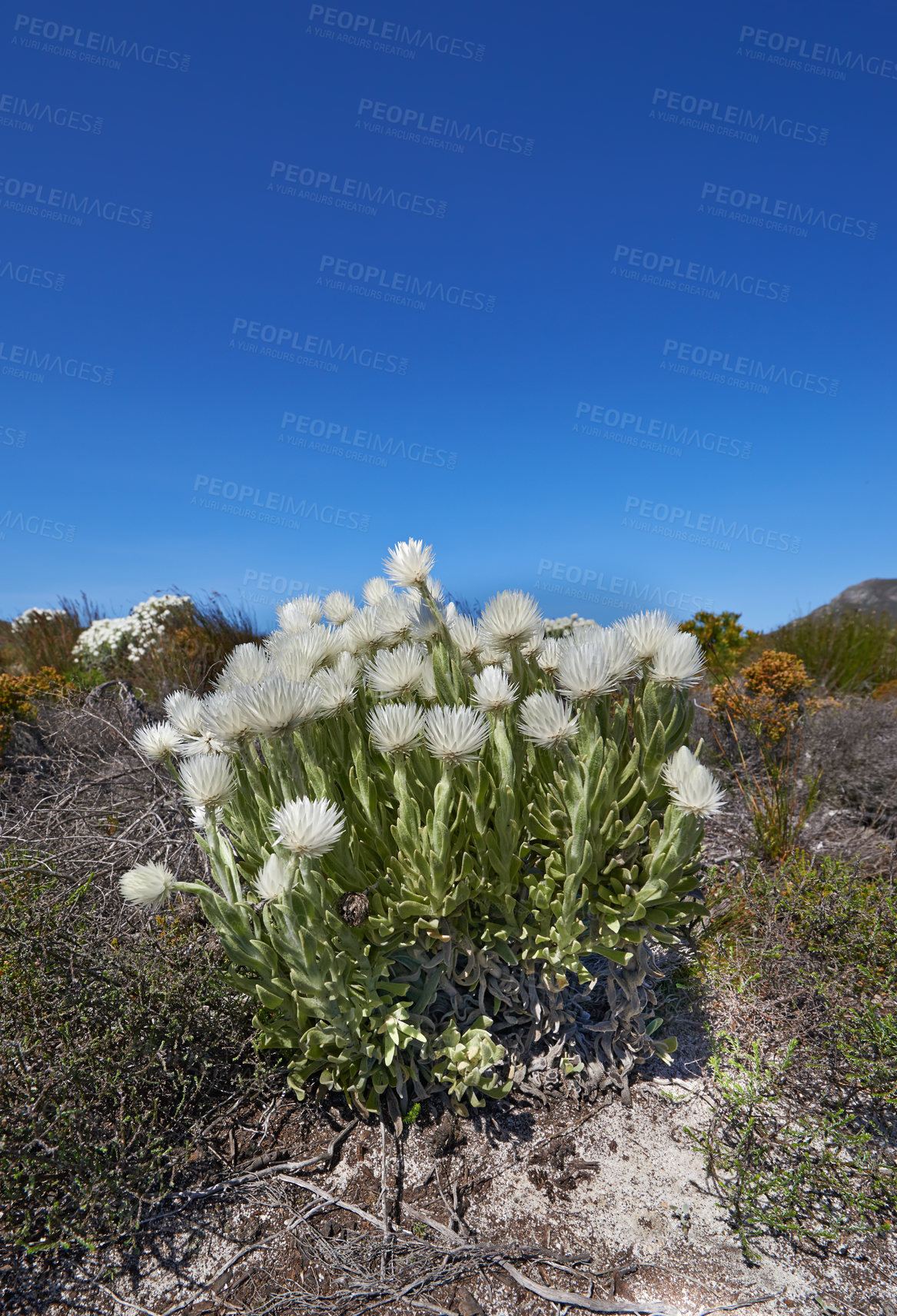 Buy stock photo White flowers in a meadow on a blue sky with copy space. Bunch of indigenous Fynbos flowers in Table Mountain National Park, South Africa. Flowering succulents or plants growing between dry bushes