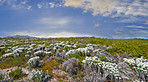 Fynbos of Western Cape