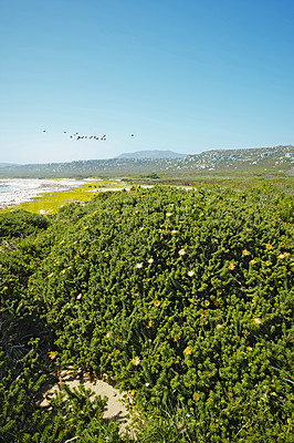 Buy stock photo Landscape view of flowering fynbos flowers growing on a lush green bush on Table Mountain National Park in South Africa. Fresh blossoming summer plants sprouting in remote field, wild area in nature