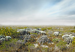 Fynbos of Western Cape