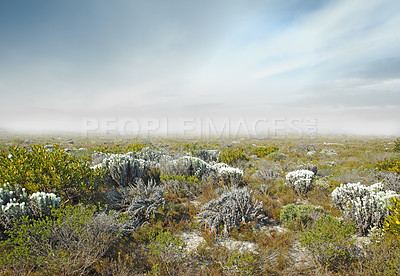 Buy stock photo Fynbos in Table Mountain National Park, Cape Town, South Africa. Foggy beautiful landscape of white flowers on grassy meadows and hills with a cloudy sky. Field with green grass and plants