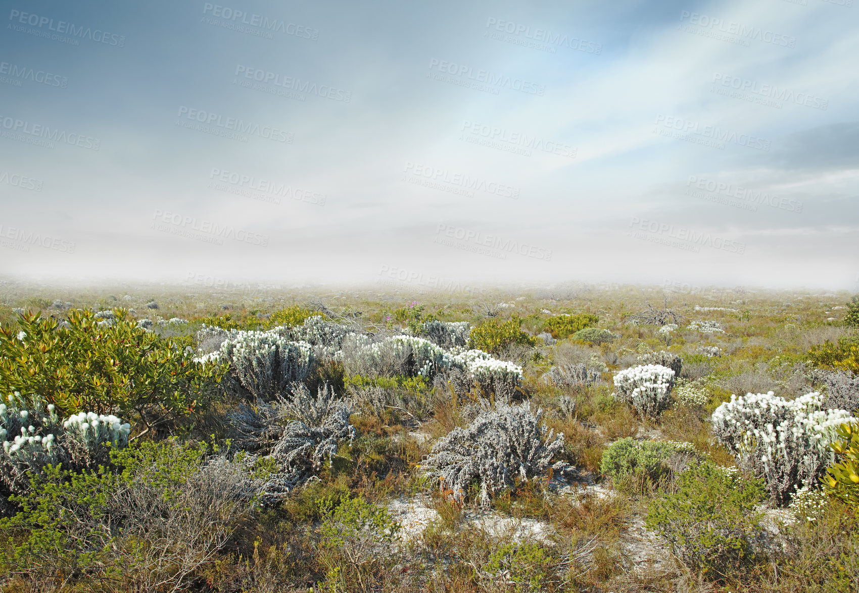 Buy stock photo Fynbos in Table Mountain National Park, Cape Town, South Africa. Foggy beautiful landscape of white flowers on grassy meadows and hills with a cloudy sky. Field with green grass and plants