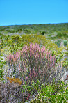 Fynbos of Western Cape