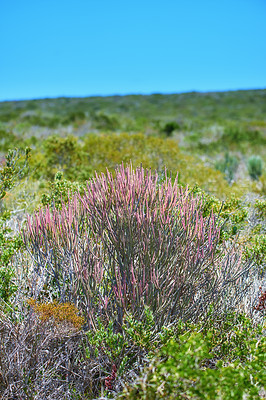 Buy stock photo Closeup of Fynbos flowers in Table Mountain National Park, Cape Town, South Africa. Indigenous plants growing and blooming on a lush green field against a blue sky. Succulents on a field or veld