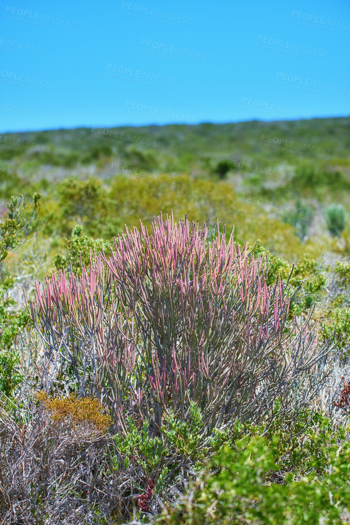 Buy stock photo Closeup of Fynbos flowers in Table Mountain National Park, Cape Town, South Africa. Indigenous plants growing and blooming on a lush green field against a blue sky. Succulents on a field or veld