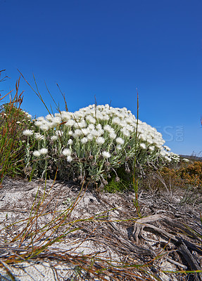 Buy stock photo Bunch of indigenous Fynbos flowers in Table Mountain National Park, South Africa. White flowers blooming on dry hills against a clear blue sky. Flowering succulents growing on a desert field or veld