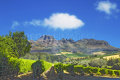 Buy stock photo Photo from wineyards of the Stellenbosch district  , Western Cape Province, South Africa.