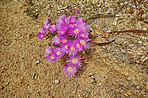 Fynbos of Western Cape