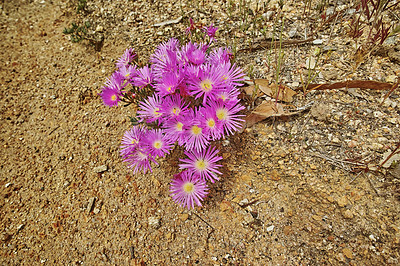 Buy stock photo Closeup of indigenous Fynbos flowers growing in Table Mountain National Park, Cape Town, South Africa from above. Group of purple flowering blossoming bush spring plants in remote field, veld, nature