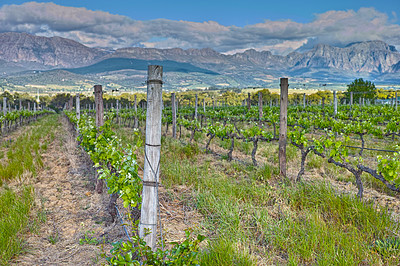 Buy stock photo Photo from wineyards of the Stellenbosch district  , Western Cape Province, South Africa.