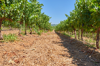 Buy stock photo Nature, agriculture and trees in ground at vineyard with sky, soil and sustainable growth in morning field. Grapes, countryside and green plants on farm with natural development for wine production