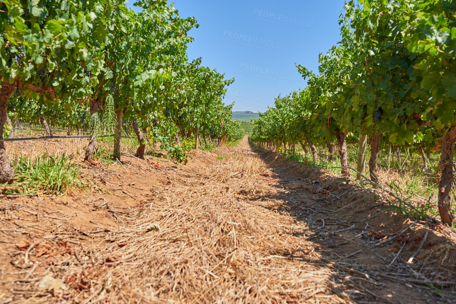 Buy stock photo Nature, agriculture and trees in ground at vineyard with sky, soil and sustainable growth in morning field. Grapes, countryside and green plants on farm with natural development for wine production