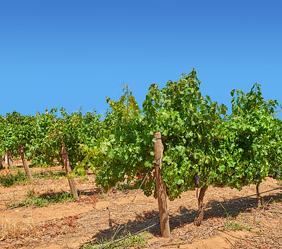 Buy stock photo Nature, agriculture and trees in countryside vineyard with blue sky, soil and sustainable growth in morning field. Grapes, winery and green plants on farm with natural development for wine production