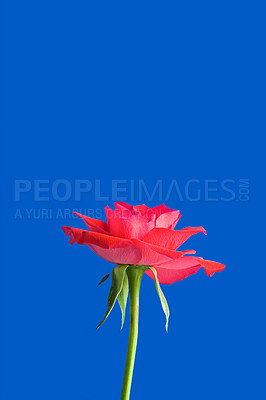 Buy stock photo Closeup of a rose blossoming or blooming isolated in a blue sky background. One lush red plant or flowerhead outdoors with copy space in summer. Beautiful flower or flora with a green stem