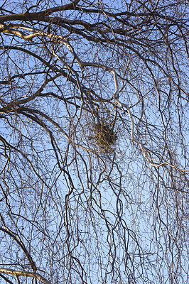 Buy stock photo Tree branches with bird's nest between twigs from below against clear blue sky background. Scenic landscape of nature with copyspace. Leaves fallen off tree from a forest or woods in Autumn season