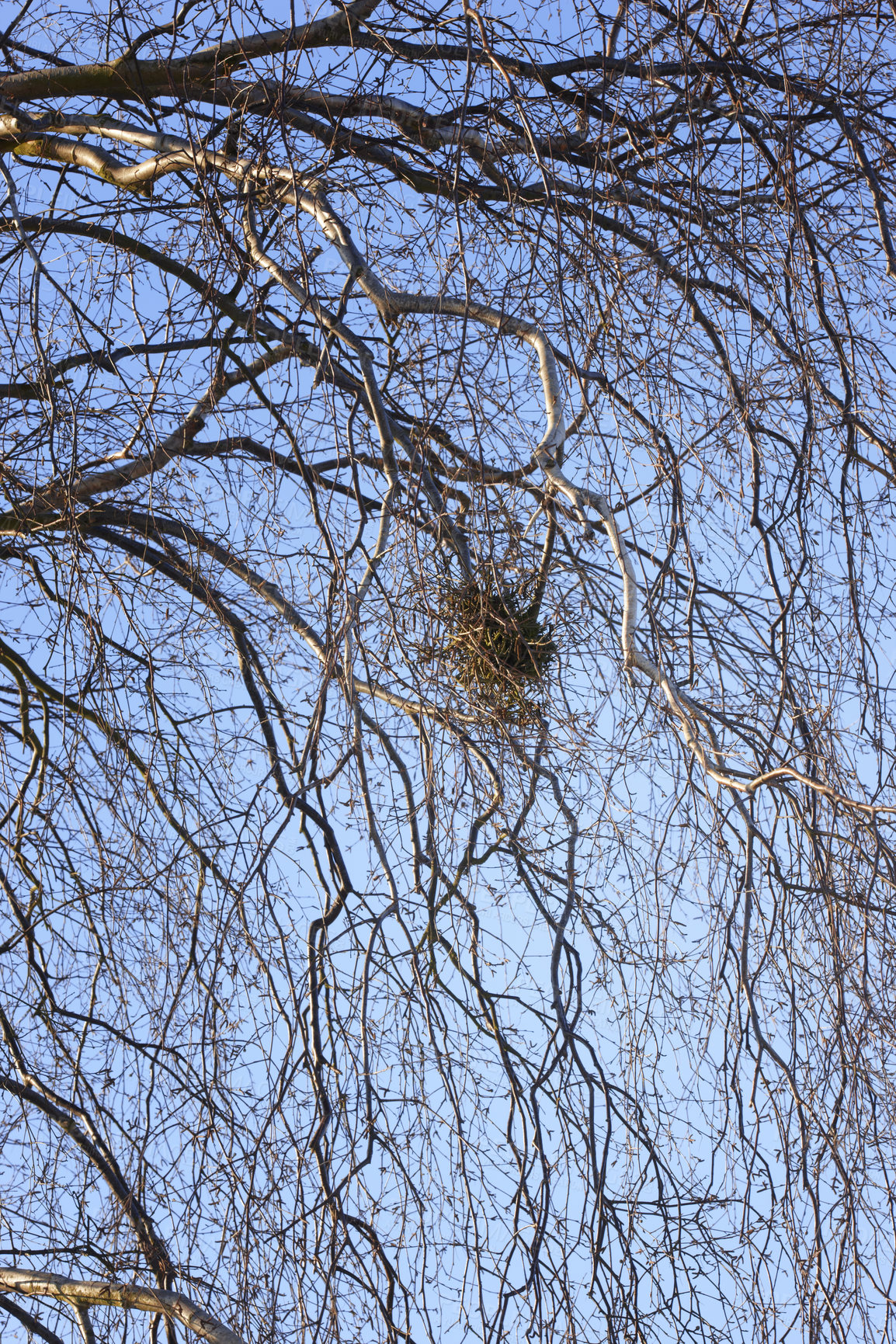 Buy stock photo Tree branches with bird's nest between twigs from below against clear blue sky background. Scenic landscape of nature with copyspace. Leaves fallen off tree from a forest or woods in Autumn season