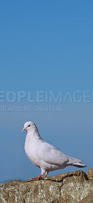 Buy stock photo Closeup of one white pigeon, bird perched alone on rustic stone wall outside and isolated against a blue sky background with copyspace. A dove is a symbol of peace, freedom, love, messenger metaphor