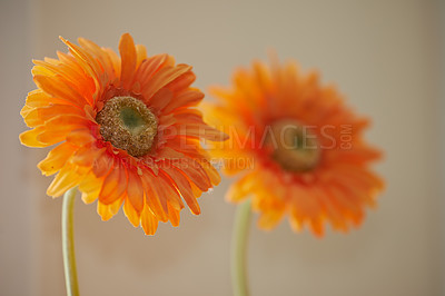 Buy stock photo Closeup of blooming orange chrysanthemum flowers or spring flower against a blurred beige background. Detail of bright blooming daisy flowers representing happiness, joy, friendship, and warmth