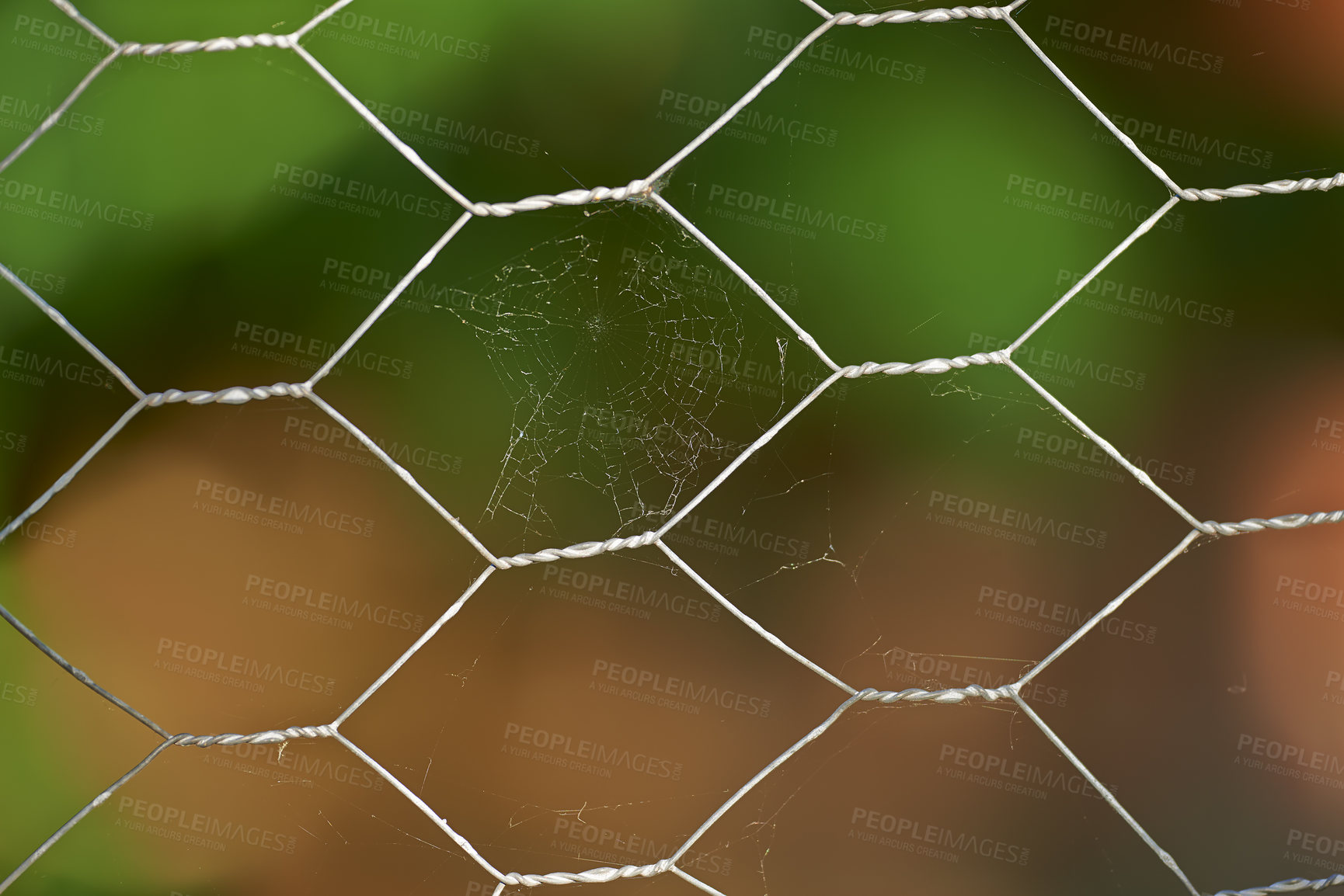 Buy stock photo Closeup of a spiderweb in a metal lattice fence boundary. Blurred and defocused background with bokeh copyspace of a green bush growing in a home garden. Cobweb on wired fencing and chain linked mesh