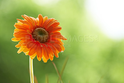 Buy stock photo Closeup of one orange chrysanthemum flower. Spring plant or flowerhead against a blurred green nature background. Detail of a blooming or blossoming daisy. A lush flower during spring or summer