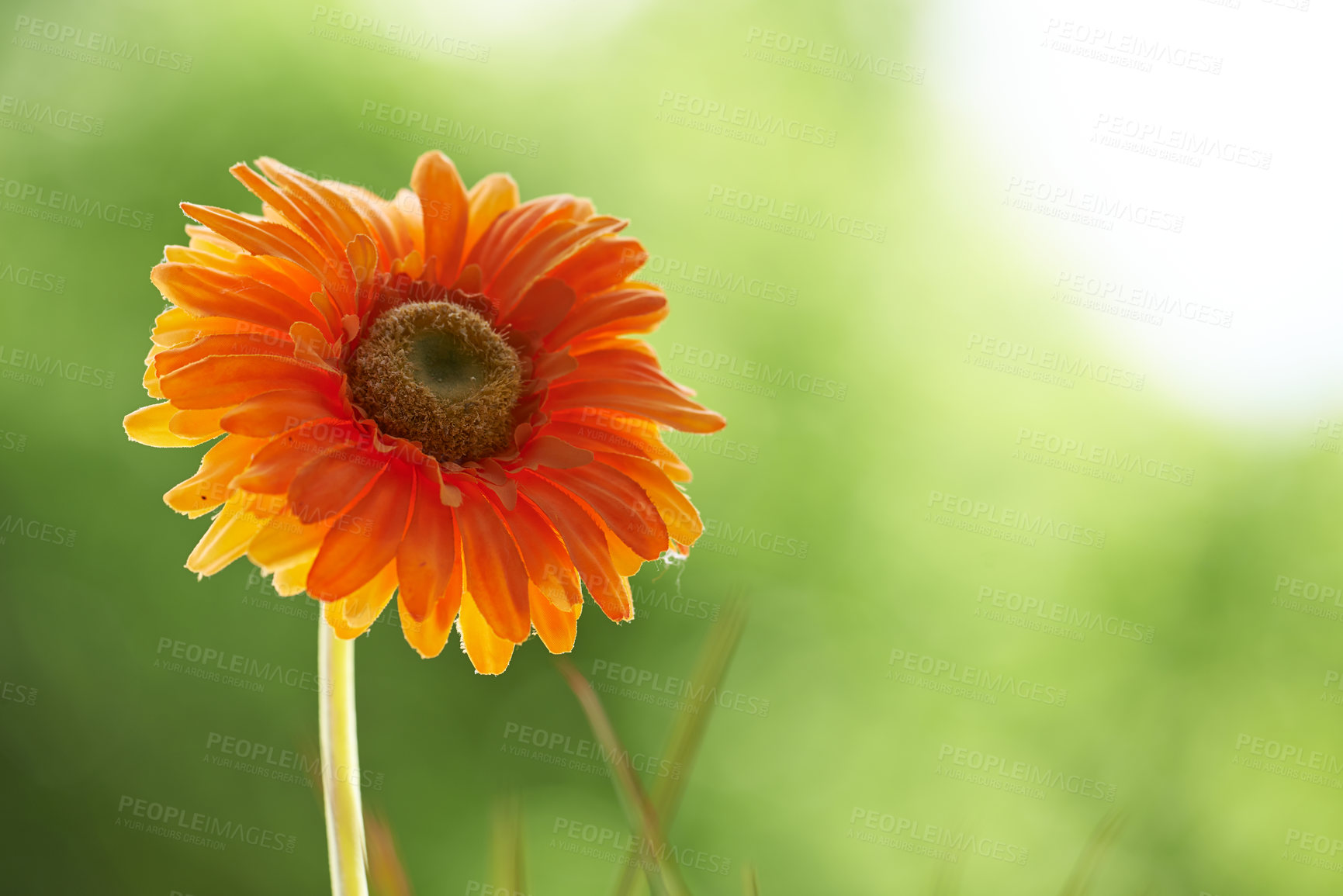 Buy stock photo Closeup of one orange chrysanthemum flower. Spring plant or flowerhead against a blurred green nature background. Detail of a blooming or blossoming daisy. A lush flower during spring or summer