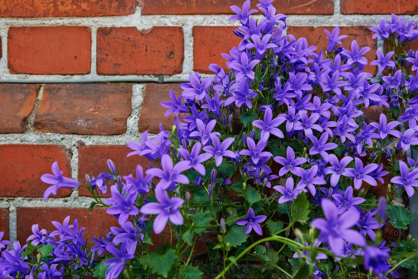 Buy stock photo Bunch of purple bellflowers blooming outside against red brick wall. Beautiful floral plants with green leaves growing in a garden or backyard. Many small colorful lilac or violet blossoms in spring