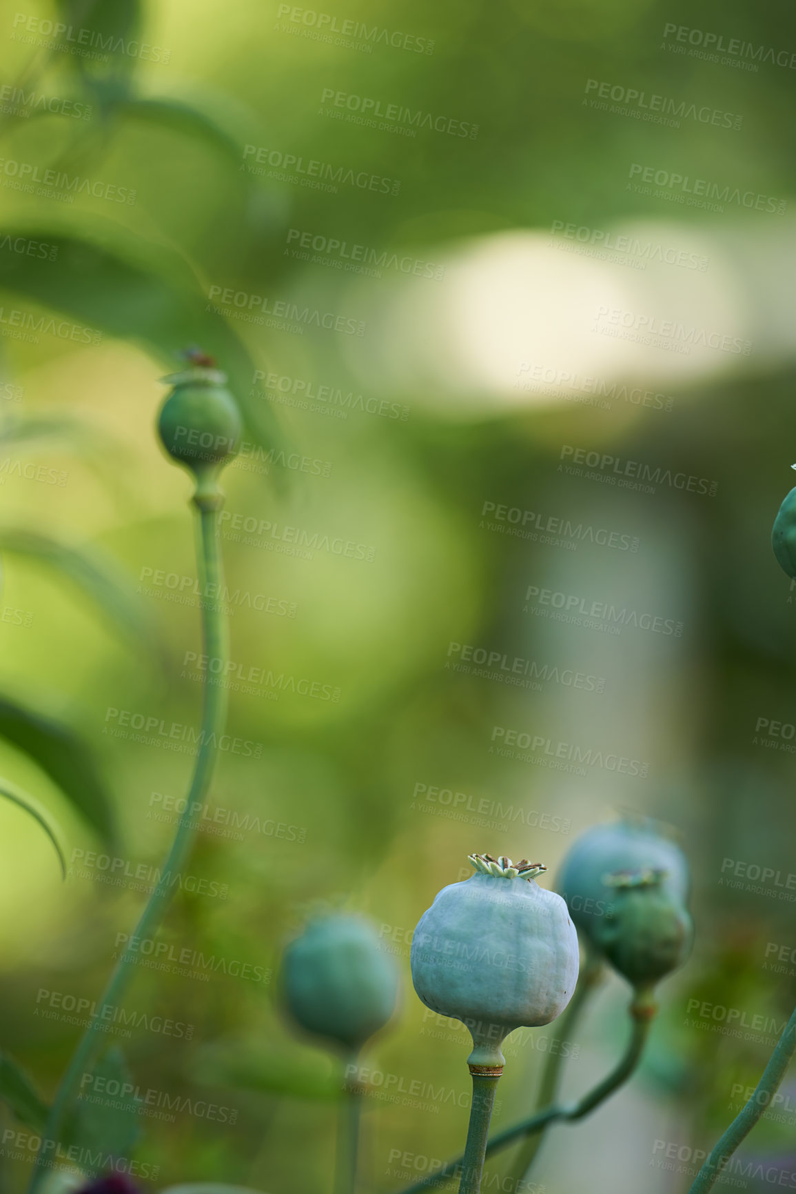 Buy stock photo Closeup of Opium poppy heads and bud growing in a field or garden on a sunny day with copyspace. Papaver somniferum or breadseed poppy, is a species of flowering plant in the Papaveraceae family