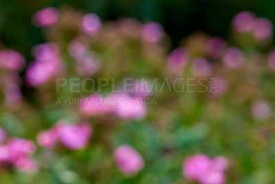 Buy stock photo Blurred and defocused background with bokeh copyspace of purple blossoming flowers growing in the garden at home. Group of fresh pink plants on a rose bush in a backyard or botanical garden