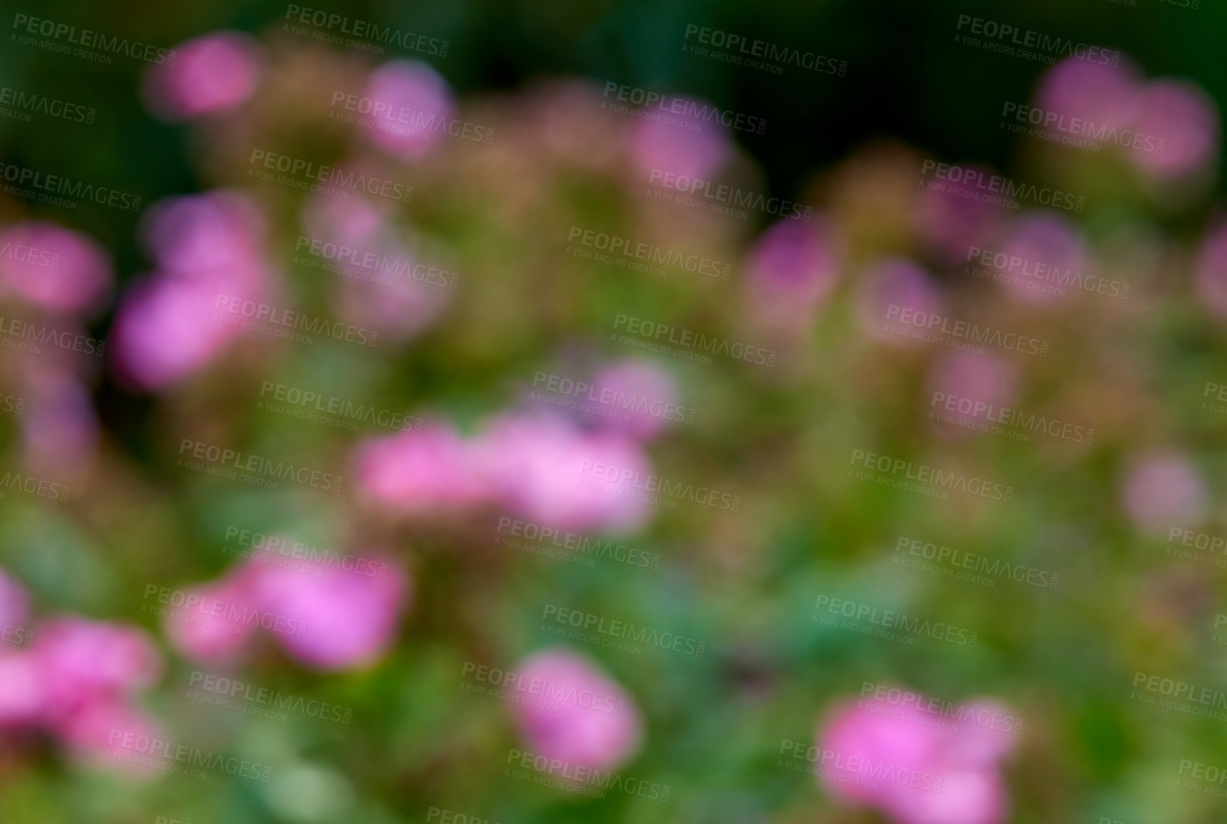 Buy stock photo Blurred and defocused background with bokeh copyspace of purple blossoming flowers growing in the garden at home. Group of fresh pink plants on a rose bush in a backyard or botanical garden