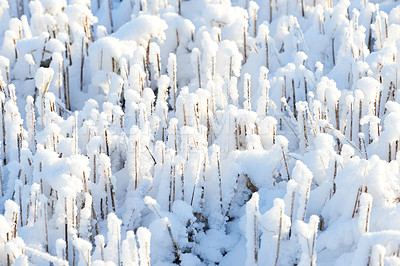 Buy stock photo Icy ground covered in white snow on a winter morning. Frozen twigs and leaves in frost. Frosty grass growing in cold weather a park or forest. A snowfall in the woods. Frozen early morning in nature