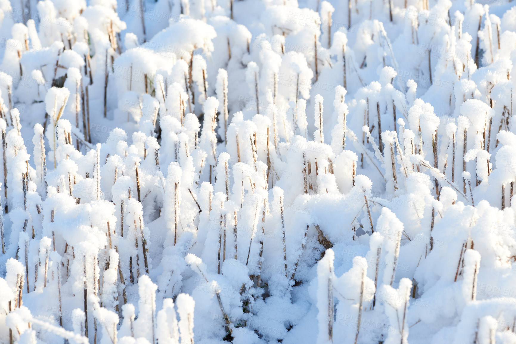 Buy stock photo Icy ground covered in white snow on a winter morning. Frozen twigs and leaves in frost. Frosty grass growing in cold weather a park or forest. A snowfall in the woods. Frozen early morning in nature