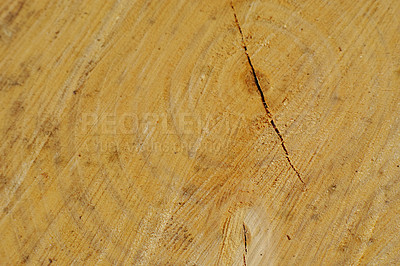 Buy stock photo Wood grain texture of old tree stump with cracks. Detail of rough textures on used tree trunk. Wooden material with carving marks. Circular patterns on organic surface from nature for timber industry