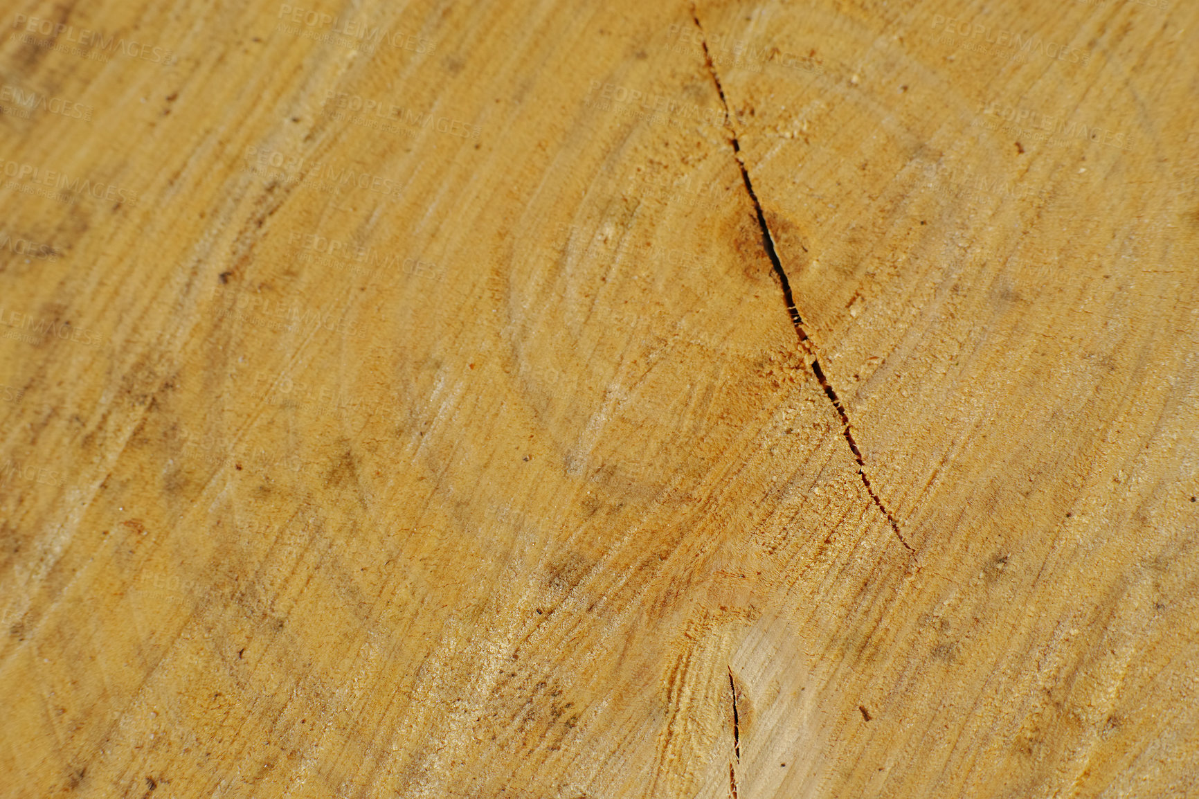 Buy stock photo Wood grain texture of old tree stump with cracks. Detail of rough textures on used tree trunk. Wooden material with carving marks. Circular patterns on organic surface from nature for timber industry