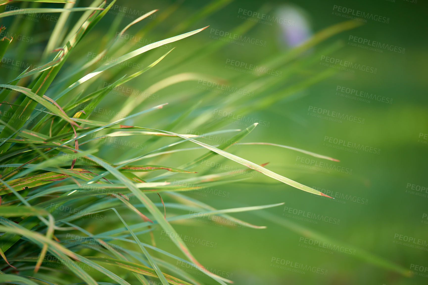 Buy stock photo Zoom on fresh grass growing on a field or park on a sunny day. Long, untrimmed lawn in need of a cut or maintenance. Fresh wild spring grass growing outside. Uncut nature wallpaper with copyspace 