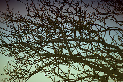 Buy stock photo A dark tree silhouette against a blue sky. Tall tree with bare branches in a park or bushy woodland. A lonely free standing tree trunk during fall season, creepy, horror nightmare wallpaper 