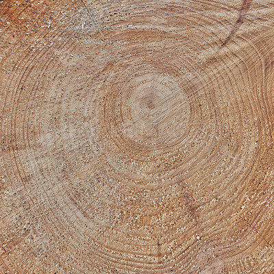 Buy stock photo Raw texture of freshly cut tree trunk. Wooden detail of rough textures on a used tree trunk. Wooden material with carving marks. Circular patterns on organic surface from nature