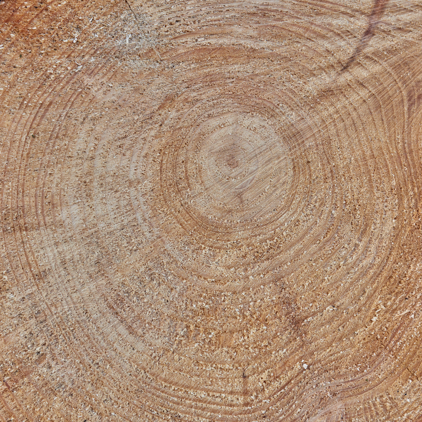 Buy stock photo Raw texture of freshly cut tree trunk. Wooden detail of rough textures on a used tree trunk. Wooden material with carving marks. Circular patterns on organic surface from nature