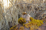 The swamp in early spring