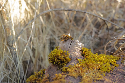 Buy stock photo Closeup of green moss growing on the bark of a fallen tree in an empty Denmark swamp in early spring. Macro view of detail, textured algae covering a wooden trunk in remote nature landscape