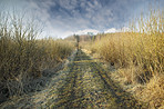 Dirt road in the swamp